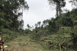 Nhóm đối tượng liều lĩnh đốn hàng loạt cây thông ngay tại rừng phòng hộ