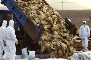 Bản tin Sức khỏe 24/7 Plus: Nguy cơ lây cúm A H7N9 từ Trung Quốc