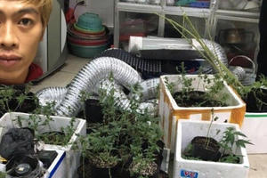 Thanh niên Mường La xuống Hà Nội thuê nhà trọ, trồng cần sa bán kiếm lời Thanh niên Mường La xuống Hà Nội thuê nhà trọ, trồng cần sa bán kiếm lời