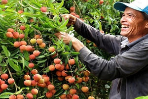 Giá bán tăng, vải thiều Thanh Hà thu về hơn ngàn tỷ trong năm 2022