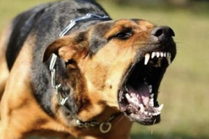 Bà Rịa - Vũng Tàu: Năm người bị chó dại cắn, cơ quan chức năng khuyến cáo nâng cao ý thức đề phòng