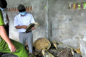 Khánh Hòa: Xét xử vụ tàng trữ xác rùa biển lớn nhất thế giới ở TP Nha Trang