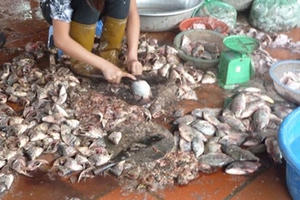 Cá ươn ‘núp bóng’ món ăn đặc sản Cá ươn ‘núp bóng’ món ăn đặc sản