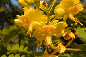 Hỗn hợp hoạt chất kháng viêm từ cây Tô mộc