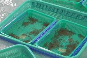 Gần 850.000 con tôm hùm giống không rõ nguồn gốc bị tiêu hủy