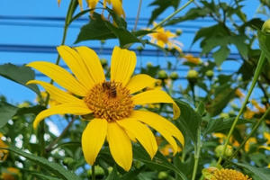 R'Chai rực rỡ Dã Quỳ