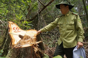 Quảng Nam: Phó đồn biên phòng bị bắt trong vụ phá rừng pơ mu Quảng Nam: Phó đồn biên phòng bị bắt trong vụ phá rừng pơ mu