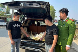 Vận chuyển, buôn bán ngà voi, 3 đối tượng bị bắt giữ