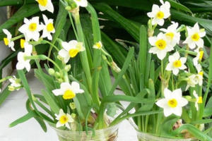 Thú chơi hoa thủy tiên ngày Tết