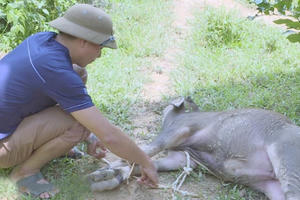105 con trâu bò lăn ra chết vì dịch tụ huyết trùng bùng phát