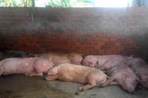 Đồng Nai: Heo bị tiêm thuốc an thần trước khi chuyển đến lò mổ