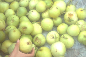 Độc hại…dưa lê ‘ngậm’ hóa chất