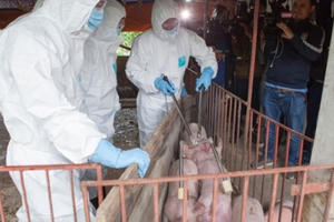 Nhiều trường học ở Hà Nội tạm dừng sử dụng thịt lợn vì dịch lan rộng