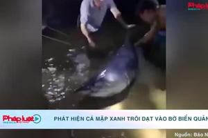 Quảng Trị: Phát hiện cá mập xanh trôi dạt vào bờ Quảng Trị: Phát hiện cá mập xanh trôi dạt vào bờ