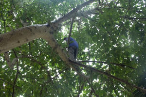 Trèo cây Sung hái lá cho dê, người đàn ông rơi tử vong