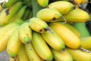 Về làng Đại Hoàng “săn” chuối ngự “tiến vua”