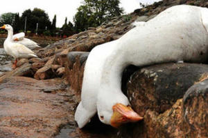 Chủ động phòng chống cúm gia cầm