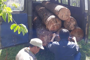 Lâm Đồng: Lâm tặc đưa ôtô vào cưa trộm thông cổ thụ hàng chục năm tuổi