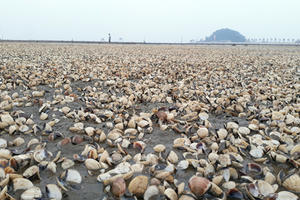 Hàng trăm tấn ngao chết trắng, người dân Hậu Lộc khóc vì trắng tay