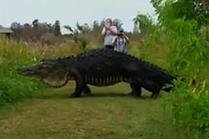 (Clip) Cá sấu khổng lồ 'đi dạo' gây sốt trên mạng xã hội Mỹ