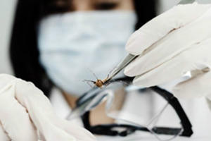 Xét nghiệm miễn dịch mới phát hiện virus Zika