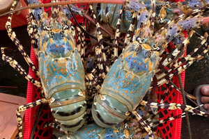 Mở đầu năm 2025, xuất khẩu tôm Việt Nam đạt kết quả ấn tượng