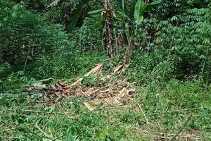 Voi rừng liên tiếp xuất hiện phá hoại hoa màu của người dân tại Nghệ An