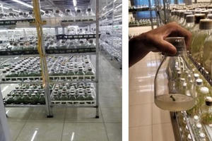 Viện của Bộ Nông nghiệp xuất bán vạn cây...Phi điệp đột biến