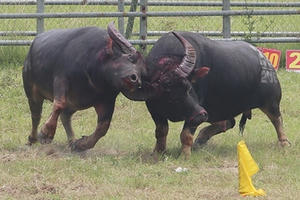 Văn hóa phi... văn hóa Văn hóa phi... văn hóa