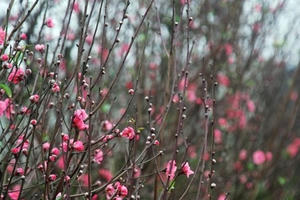 Đào Nhật Tân bung nở trong gió rét Đào Nhật Tân bung nở trong gió rét