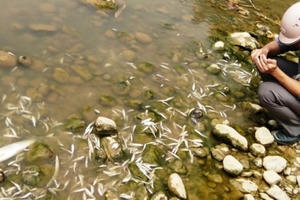 Thanh Hóa: Báo cáo tình hình việc thủy sản chết trắng sông Âm