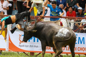 "Điềm báo" bất thường trong vụ trâu chọi Đồ Sơn húc chết chủ