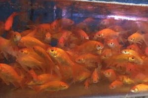 Thăm làng cá chép dịp Tết ông Công, ông Táo