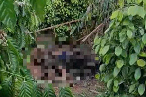 Đắk Nông: phát hiện 2 vợ chồng tử vong trong rẫy cà phê, nghi bị điện giật