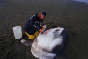 Phát hiện loài cá mặt trăng khổng lồ mới, nặng tới 2 tấn