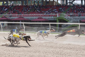 Bộ Tài chính đề xuất quy định mới về kinh doanh đặt cược đua ngựa, đua chó, bóng đá quốc tế