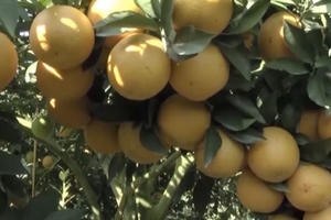 Giật mình với cây cam “cõng” trên mình hơn 1000 trái to đều, chín mọng