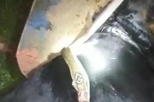 Rắn hổ mang cực độc bò vào vườn nhà cắn chết con chó Pitbull nặng gần 60kg