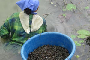 Vất vả nghề làm mắm tép tiến vua nổi tiếng một thời