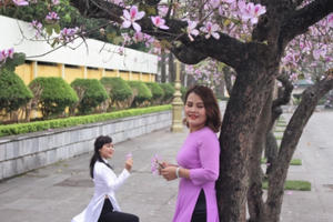 Hoa ban Tây Bắc nở rộ trên phố phường Thủ đô