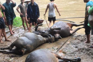 Sơn La: Mưa lớn gây lũ quét, ngập lụt ở nhiều nơi làm thiệt hại nhiều về tài sản