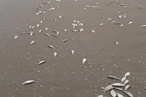 Gần 2 tấn cá chết trôi dạt vào bờ biển tại Hà Tĩnh