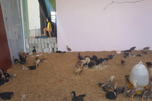 Lợn gà ở nhà tầng: Yêu cầu cảnh cáo lãnh đạo xã