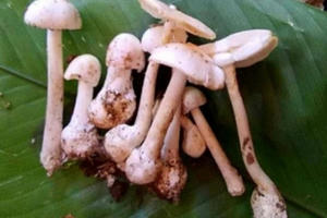 Sơn La: Cả gia đình nhập viện do ngộ độc nấm