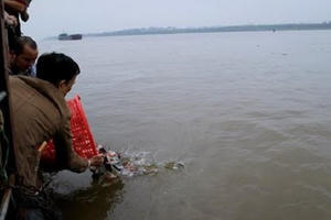 Phóng sinh cứu mạng nhưng lại “giết” môi trường