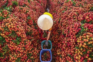 Hàng trăm doanh nghiệp Trung Quốc được giải quyết thủ tục để sang thu mua vải Bắc Giang