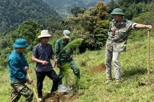 Nỗ lực thực hiện hiệu quả công tác trồng rừng