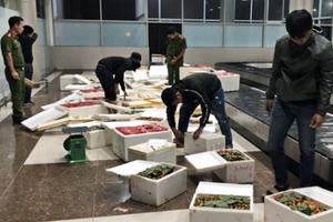 Tiêu hủy số lượng lớn dâu tây Trung Quốc tuồn vào Đà Lạt