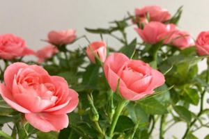 20 lời chúc ngọt ngào, ý nghĩa dành cho vợ ngày 8/3