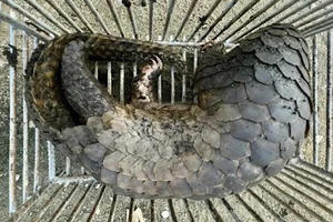 Vận chuyển 2 con tê tê quý hiếm, nam thanh niên bị khởi tố